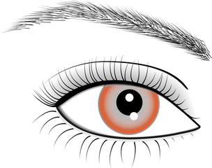 Illustration of eye of woman