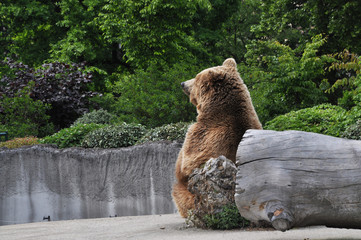 Ours brun de profil © JulieLotte