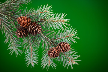 Branch of Blue Spruce with cones