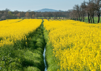 Field of yellow rape