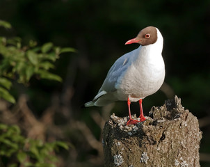 Black-headed Gull sitting on the stub