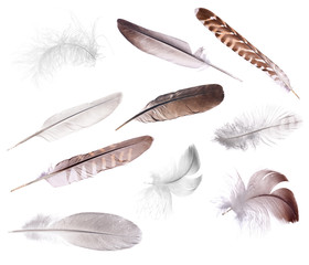 ten feathers isolated on white