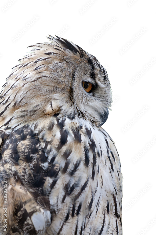 Wall mural grey owl isolated on white background