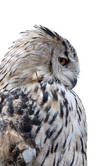 Hibou gris isolé sur fond blanc