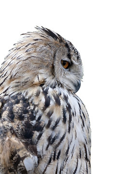 grey owl isolated on white background