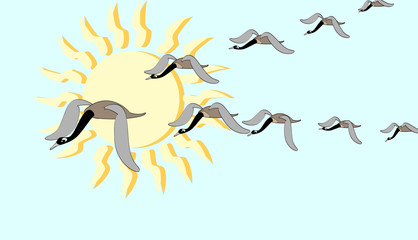 canada goose migration