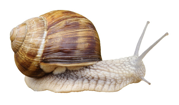 Escargot de Bourgogne vu de profil isol&eacute; sur fond blanc