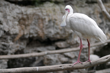 Obraz premium Spatule blanche perchée sur une poutre