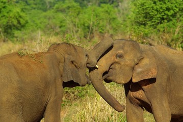 Couple d'éléphants d'Asie