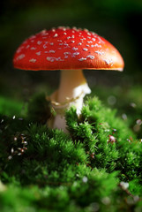Fly agaric toadstool in moss