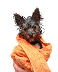 Wet Yorkshire terrier with orange towel - 28285660