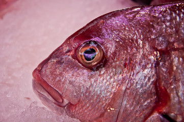 Red Bream Watching You - 28286858