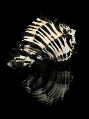 Striped seashell
