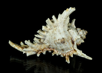 Seashell on black