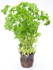 Bunch of parsley on a white background