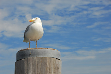 Möwe auf Poller
