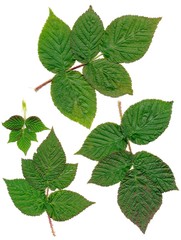 green leaves of rose shrub