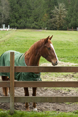 Horse behind wooden fence