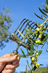 olives harvesting