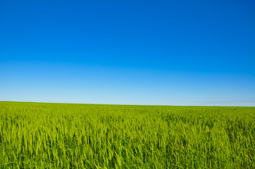 Obraz premium Vibrant simple meadow landscape