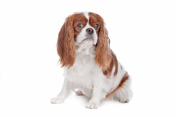 Cavalier King Charles Spaniel dog