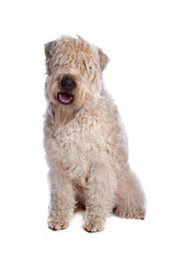 soft coated wheaten terrier dog