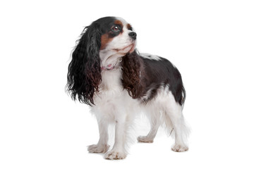 cavalier king charles spaniel dog