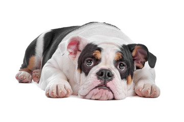 English bulldog