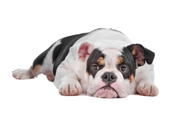 English bulldog