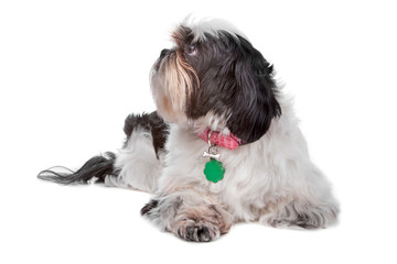 Shih Tzu dog
