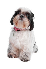 Shih Tzu dog