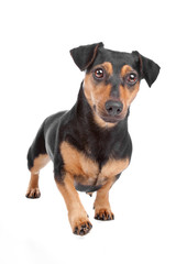 Jack Russel Terrier dog