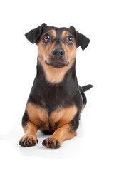 Jack Russel Terrier dog