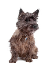 Cairn Terrier Dog