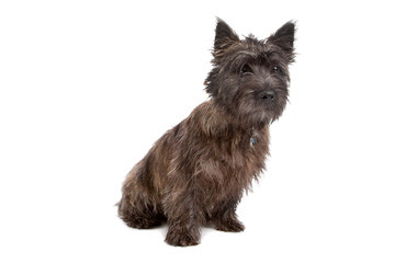 Cairn Terrier Dog