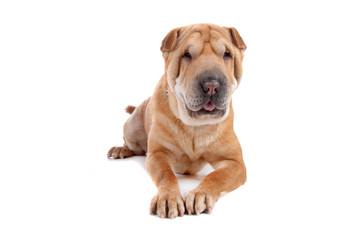 Shar pei dog