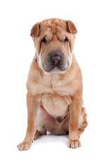 Shar pei dog