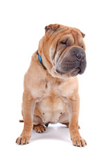 Obraz premium Shar pei dog