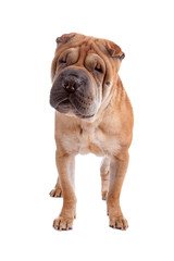 Shar pei dog