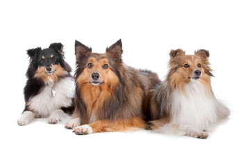 Shetland Sheepdogs(Shelty)