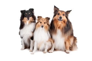 Shetland Sheepdogs(Shelty)