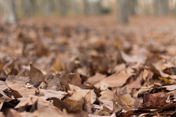 hojas otoño 2