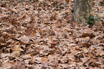 hojas otoño 3