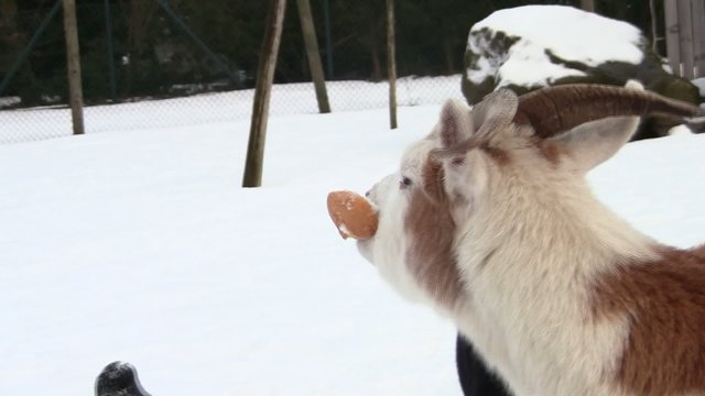 Ziegen beim fressen im Schnee