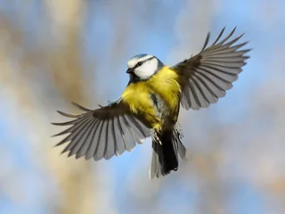  Frontal view of flying Blue Tit © Victor Tyakht