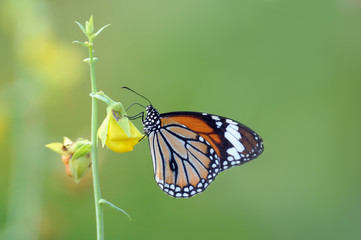 Fototapeta na wymiar Thailand Butterfly on the Flower