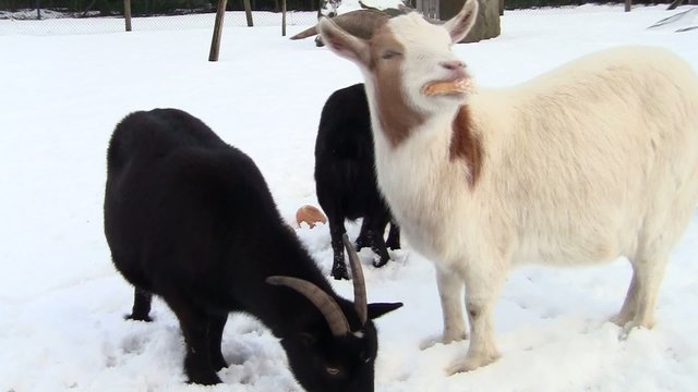 Ziegen beim fressen im Schnee