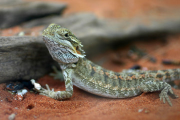 Lizard in the nature