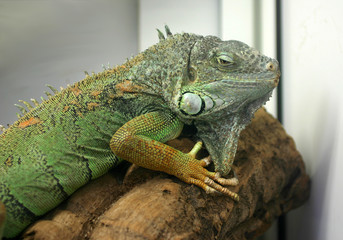 Green Iguana