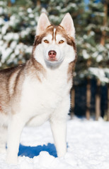 Siberian husky portrait at winter